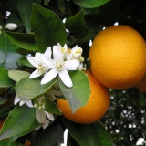 脐橙的“肚脐”到底是什么？肚脐里的小果子更甜吗？